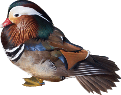 Duck Bird on Free Bird Clipart Created From Public Domain Photos