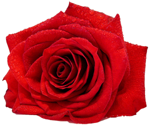flower-red-rose-transparent-background-0300-10003.gif