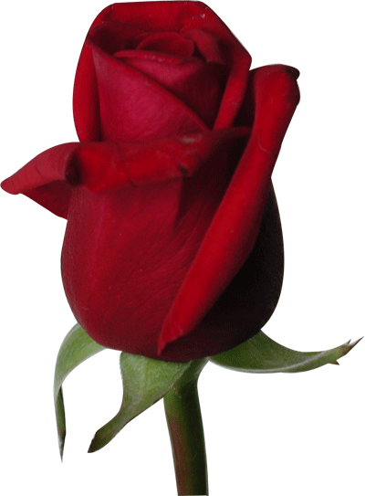 red rose flower background. Beautiful Red Rose Flower