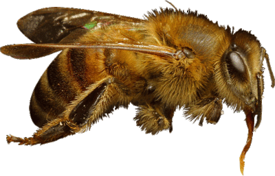  Backgrounds on We Make Transparent Background Images From Public Domain Photos